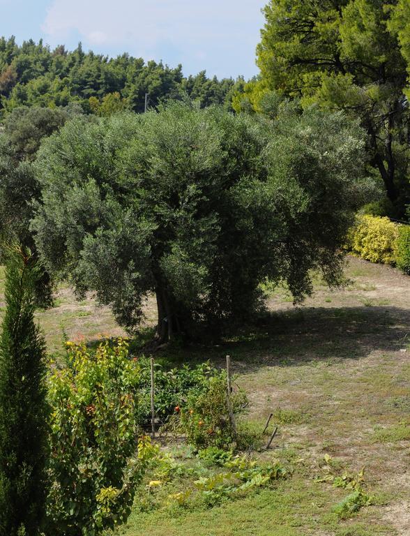 Olivos Villa Sani Sani  Oda fotoğraf